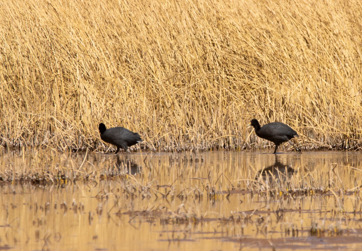 Лиска андійська - ML623536711