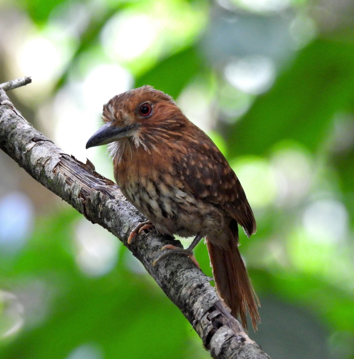 White-whiskered Puffbird - ML623536717