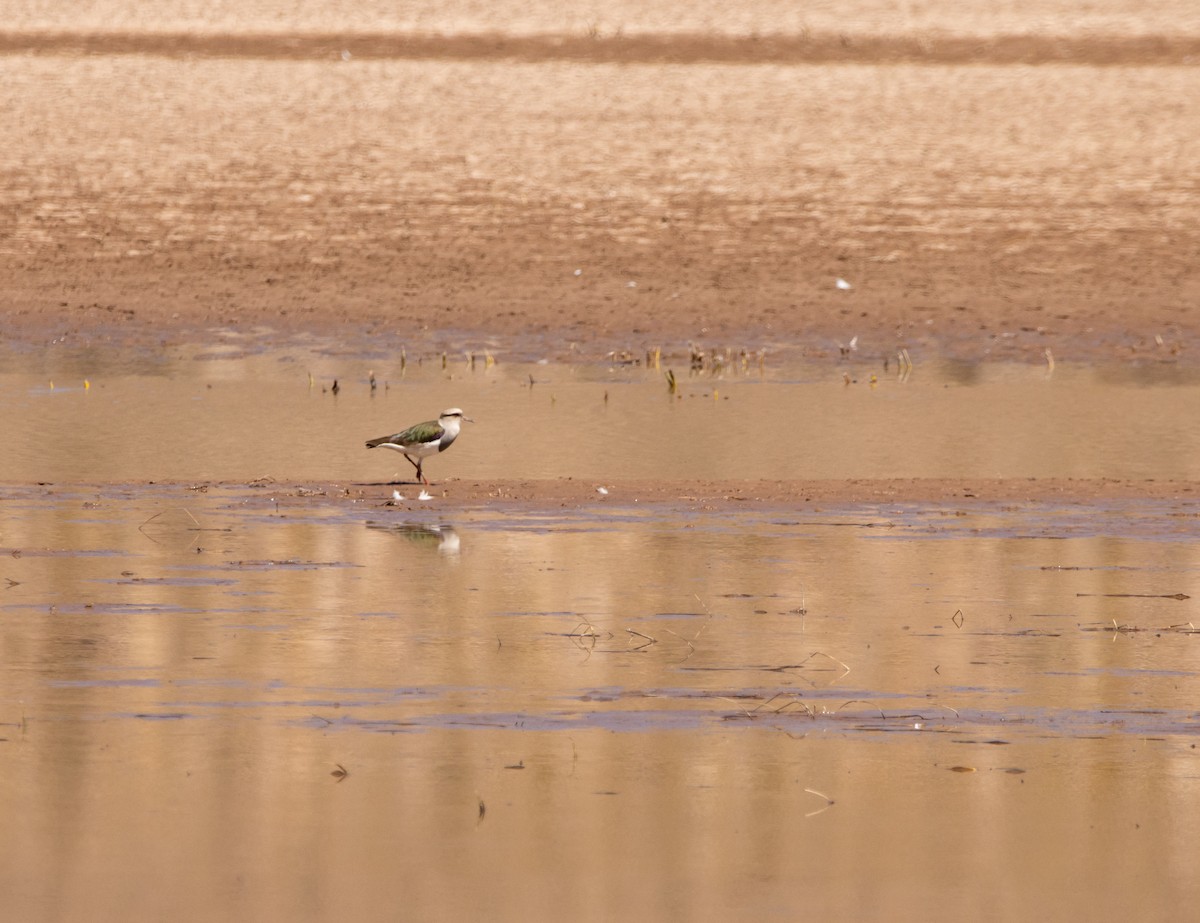 Andean Lapwing - Dominic Oviedo Löwen