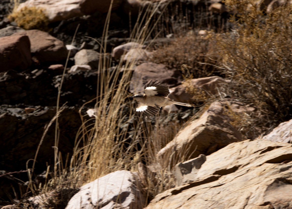 Brown-backed Mockingbird - ML623536758