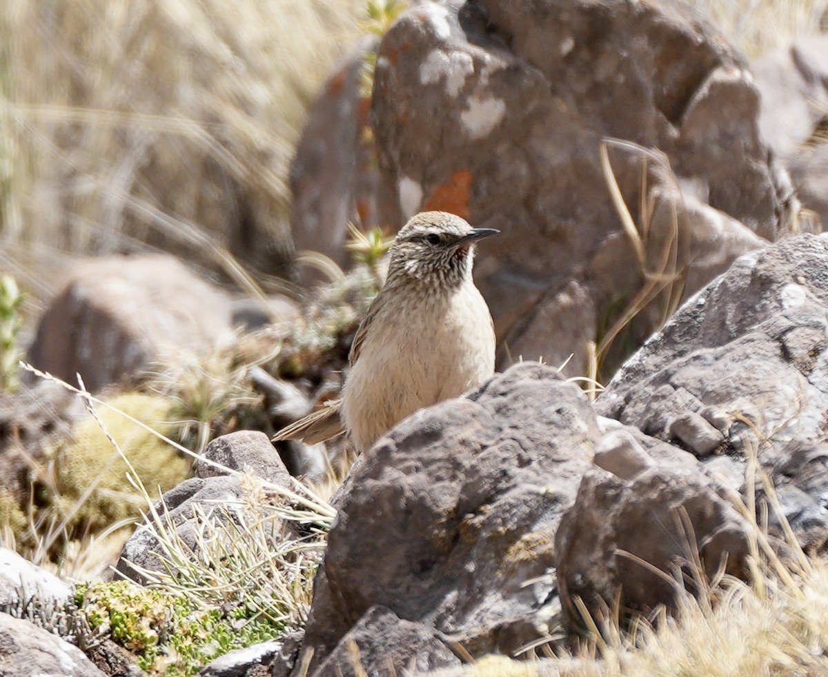 Streak-throated Canastero - ML623536760