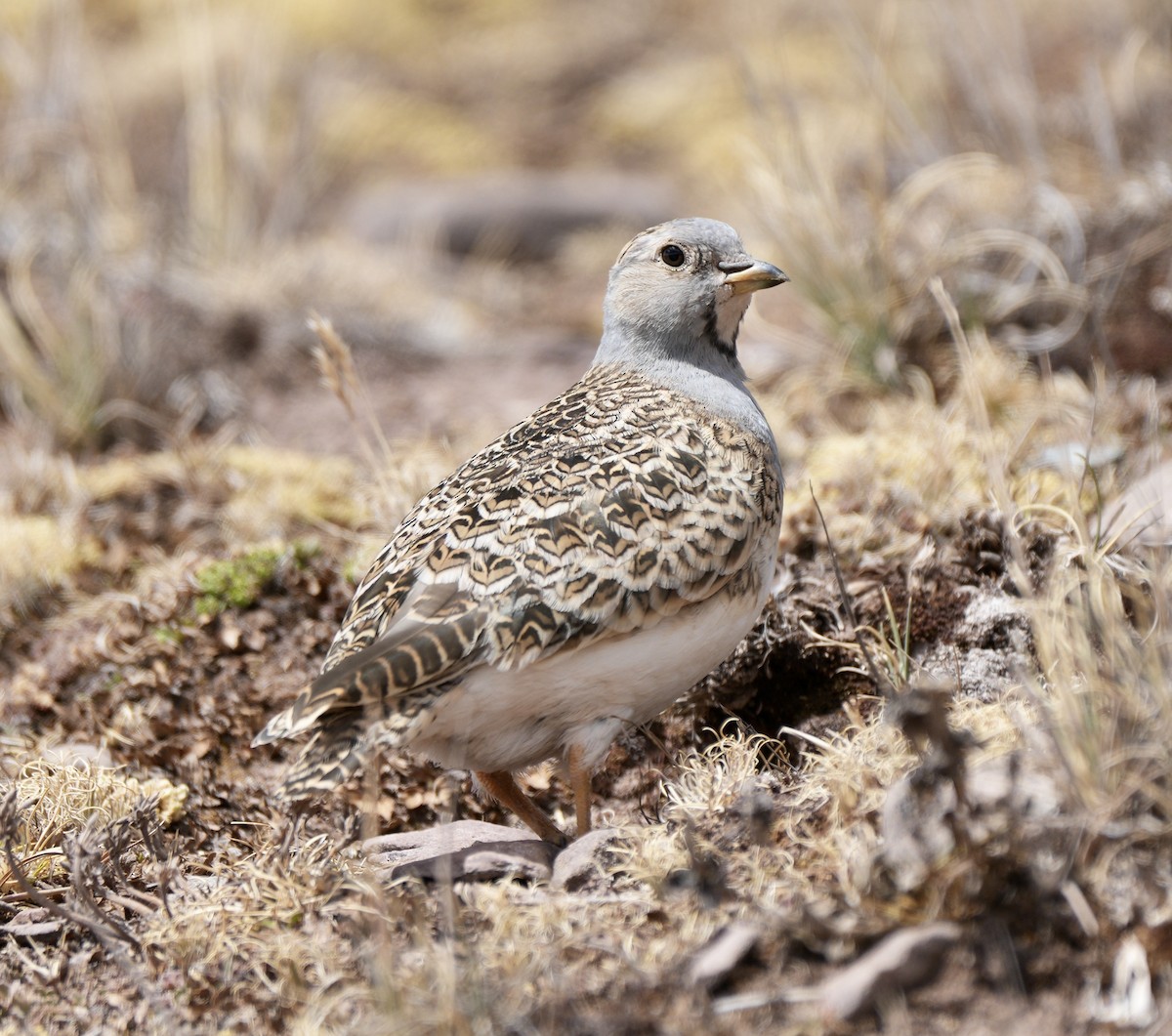 Gray-breasted Seedsnipe - ML623536785