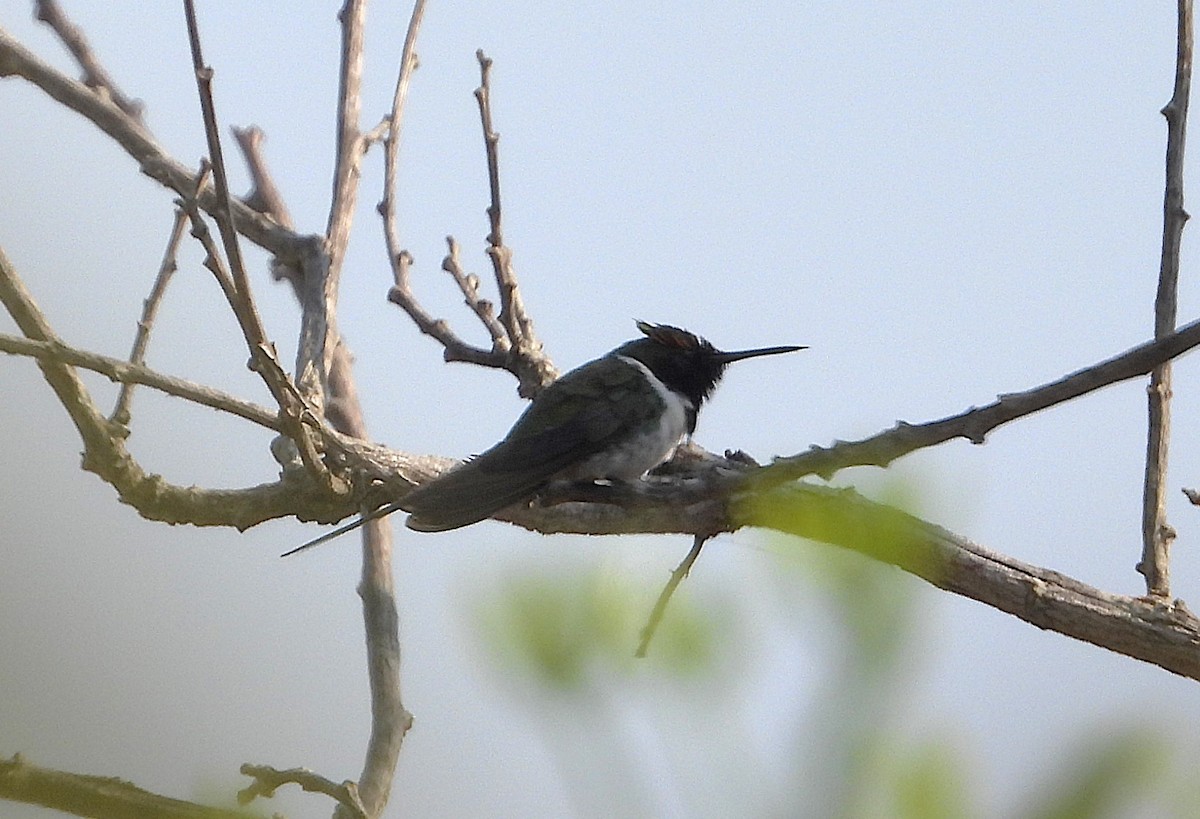 ツノホウセキハチドリ - ML623536790