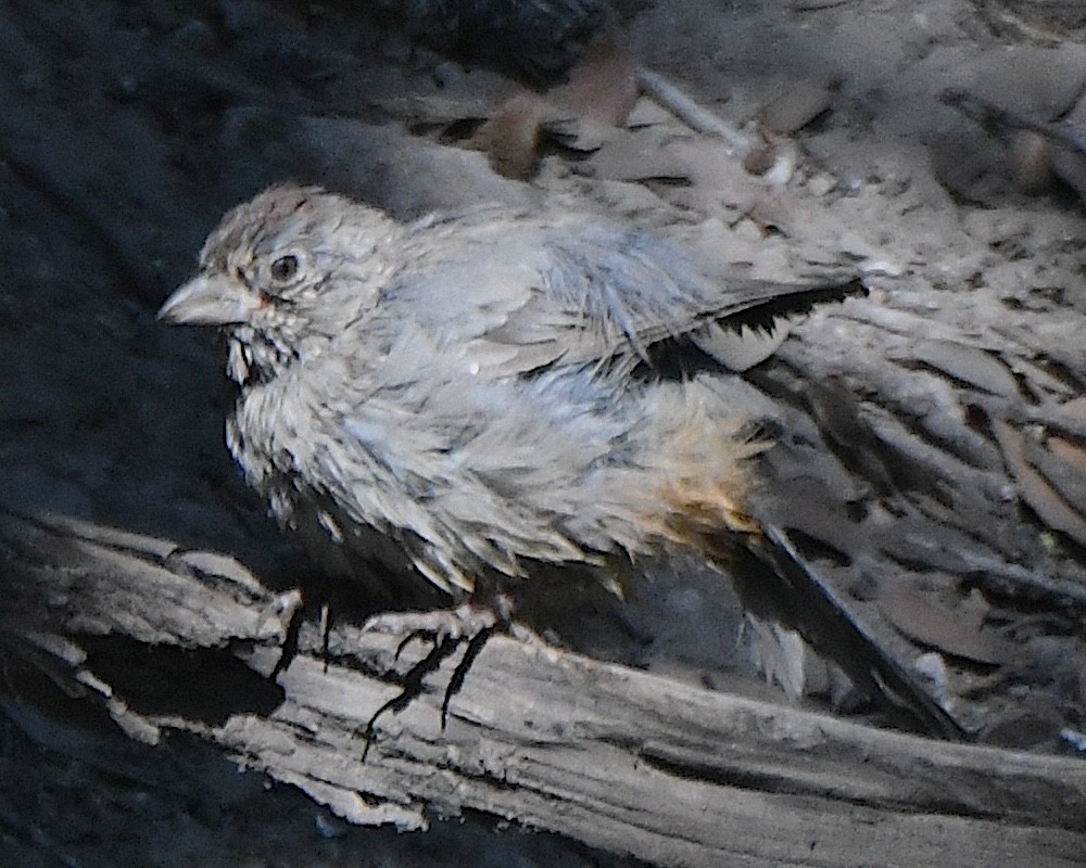 Canyon Towhee - ML623536806