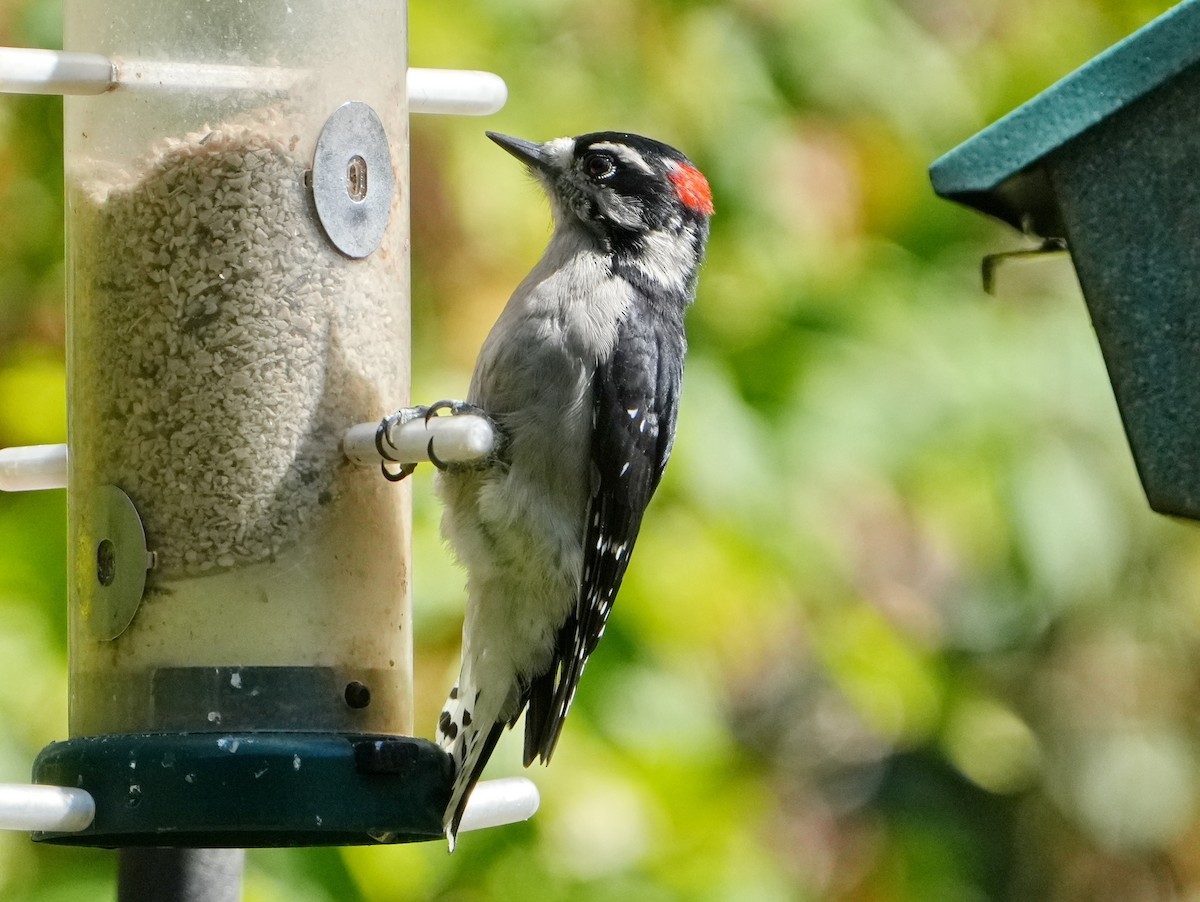 Downy Woodpecker - ML623536838