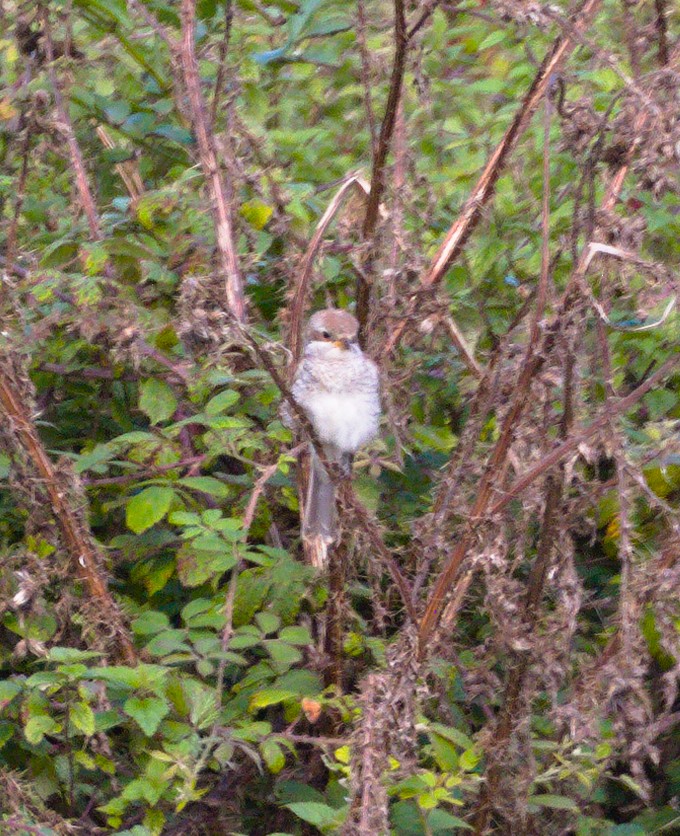 Red-backed Shrike - ML623536845