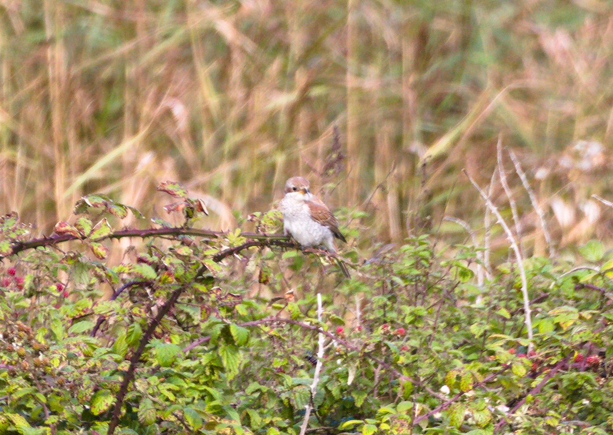 Red-backed Shrike - ML623536846