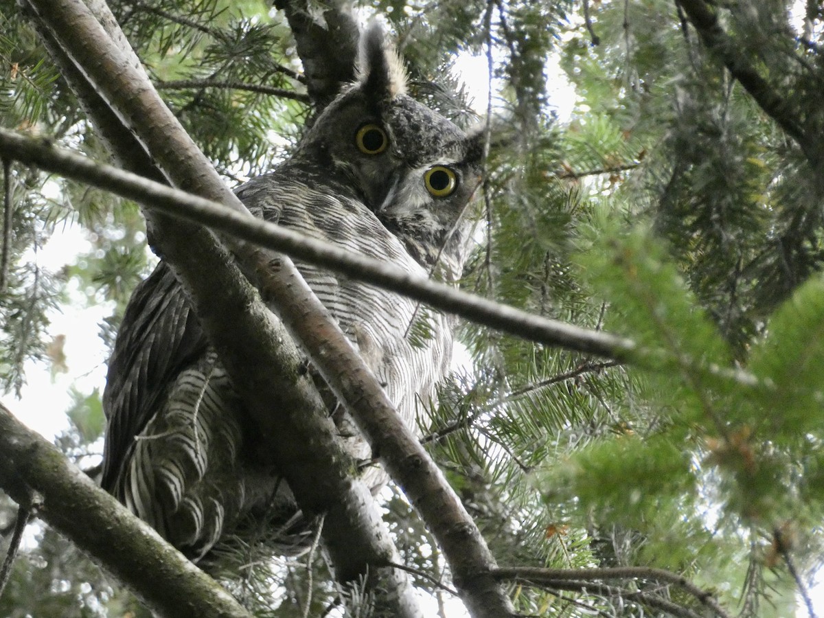 Great Horned Owl - Jen Schramm