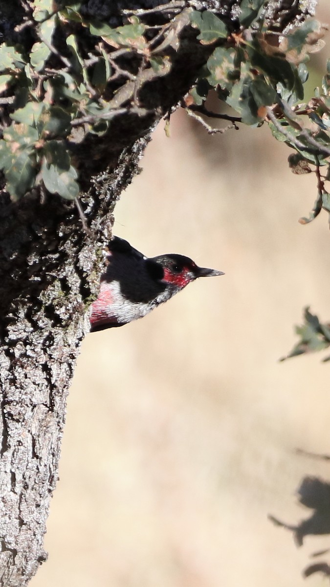 Lewis's Woodpecker - ML623536872