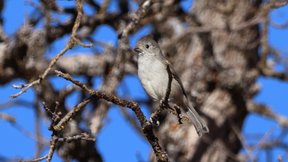 Oak Titmouse - ML623536883