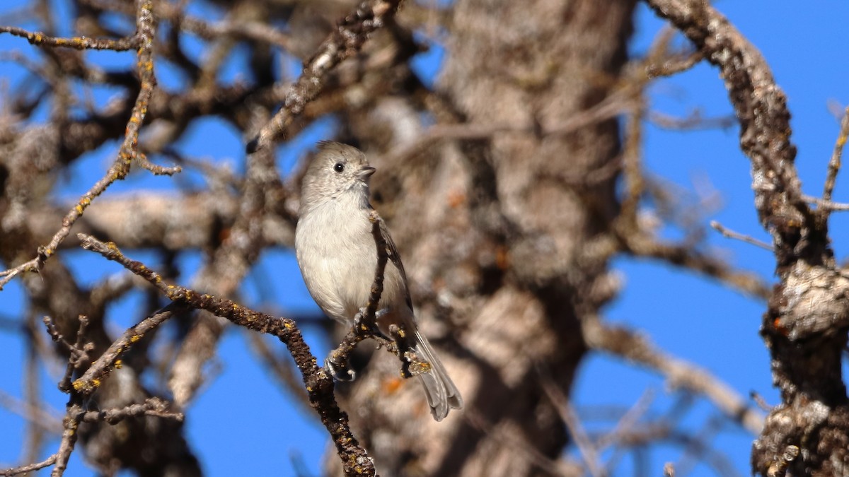 Oak Titmouse - ML623536884