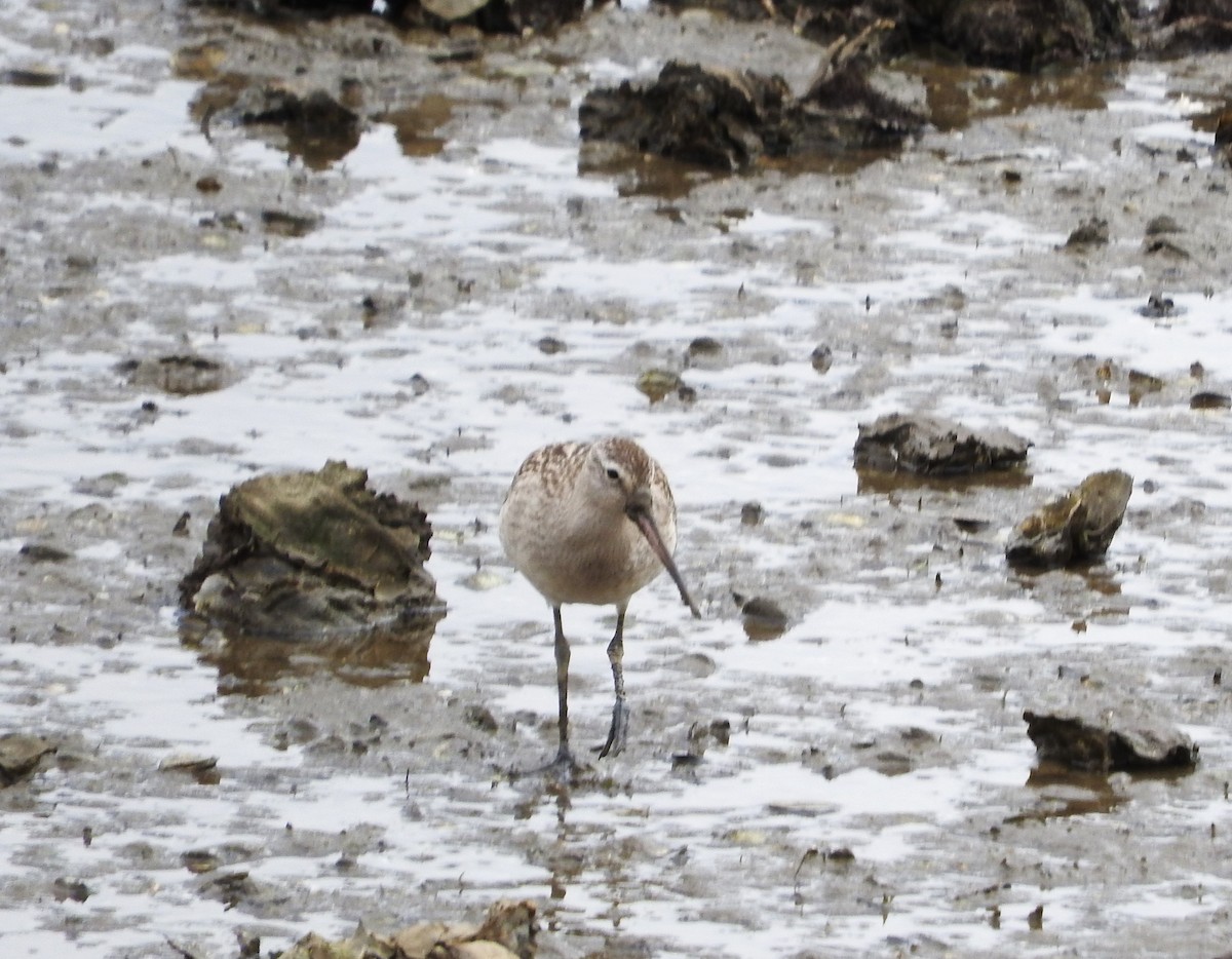 Bar-tailed Godwit - ML623536890