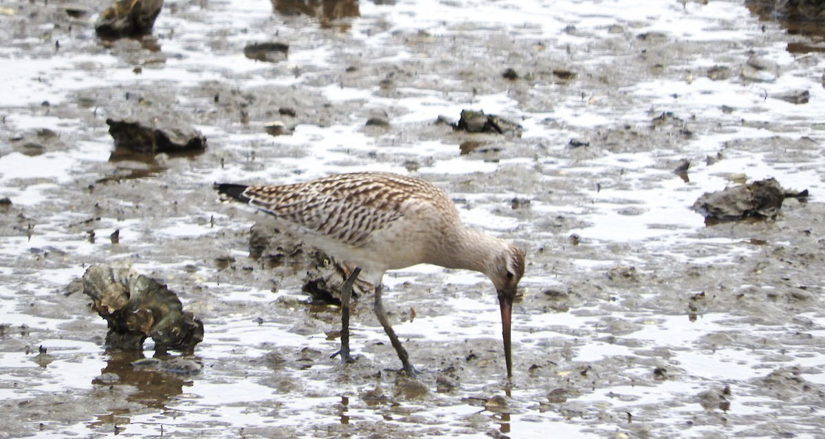 Bar-tailed Godwit - ML623536891