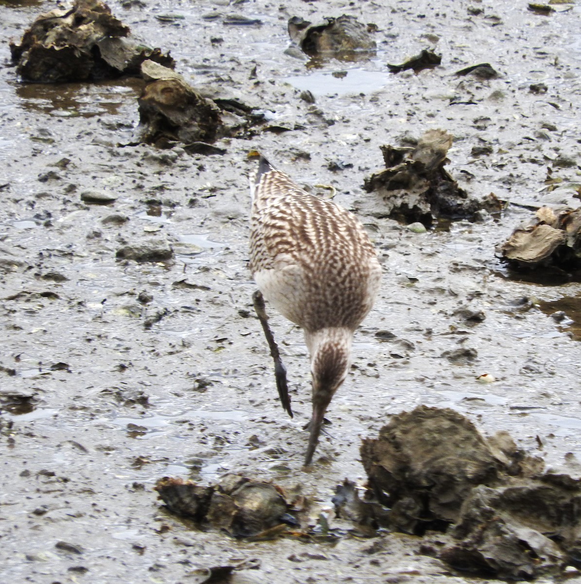 Bar-tailed Godwit - ML623536892