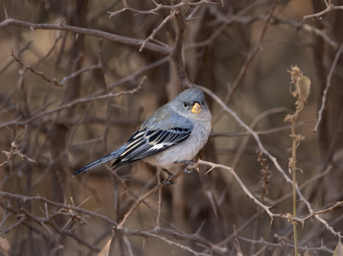 Band-tailed Seedeater - ML623536893