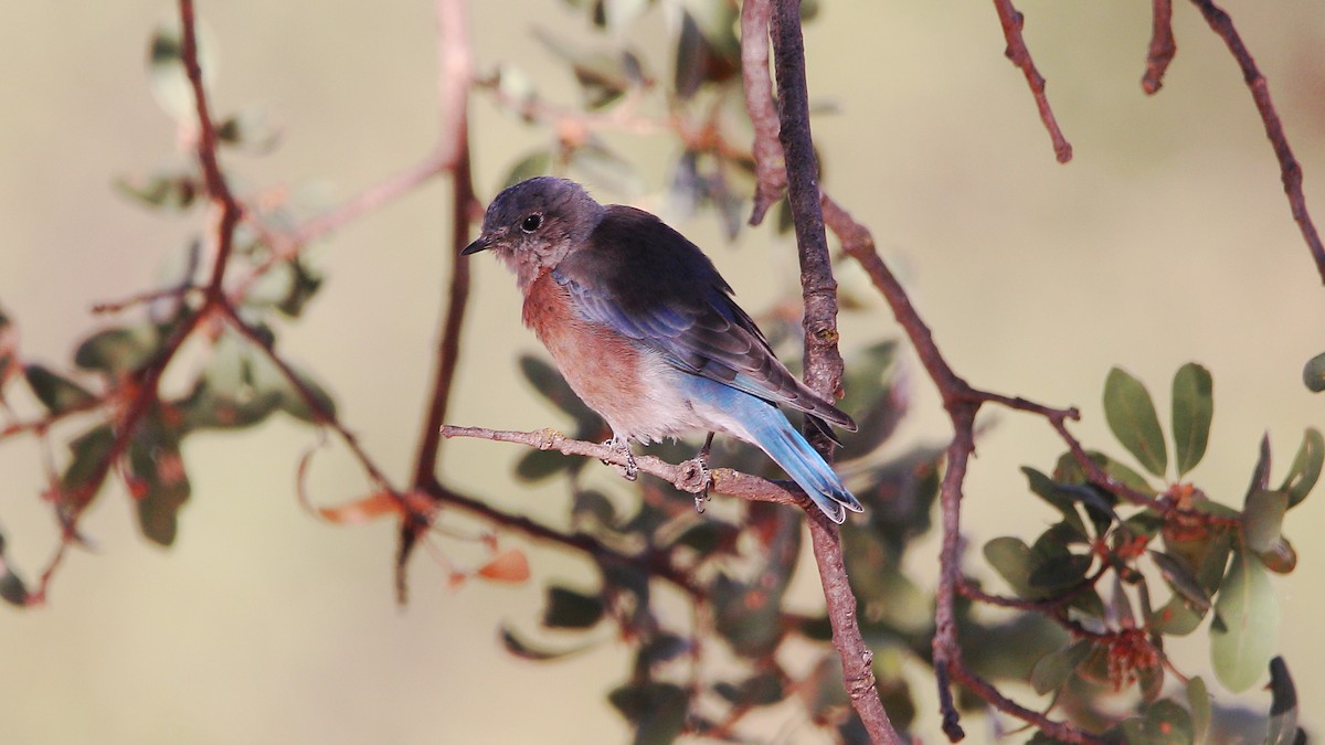 Western Bluebird - ML623536911