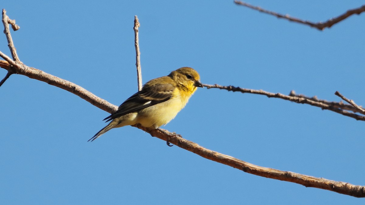 American Goldfinch - ML623536918