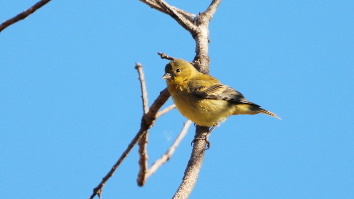 American Goldfinch - ML623536919