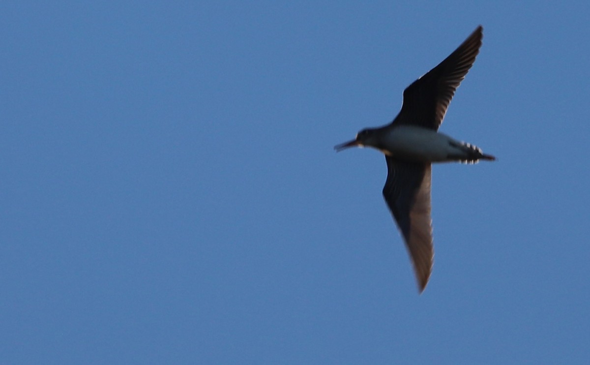 Solitary Sandpiper - ML623536928