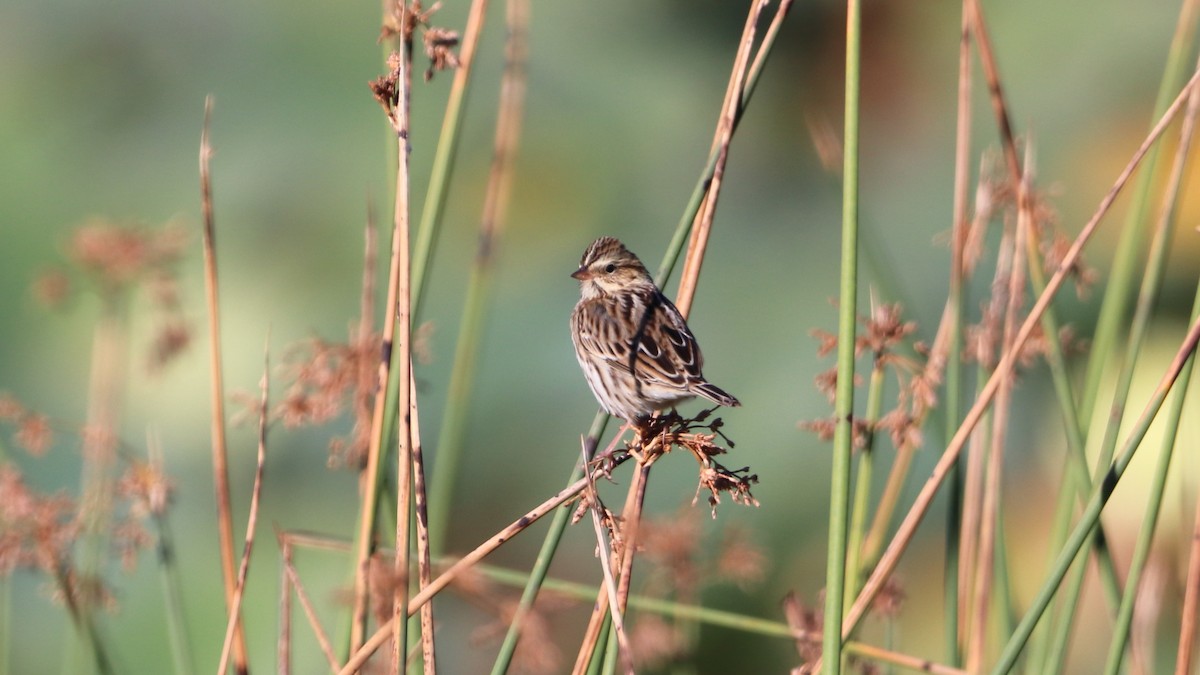 Savannah Sparrow - ML623536935