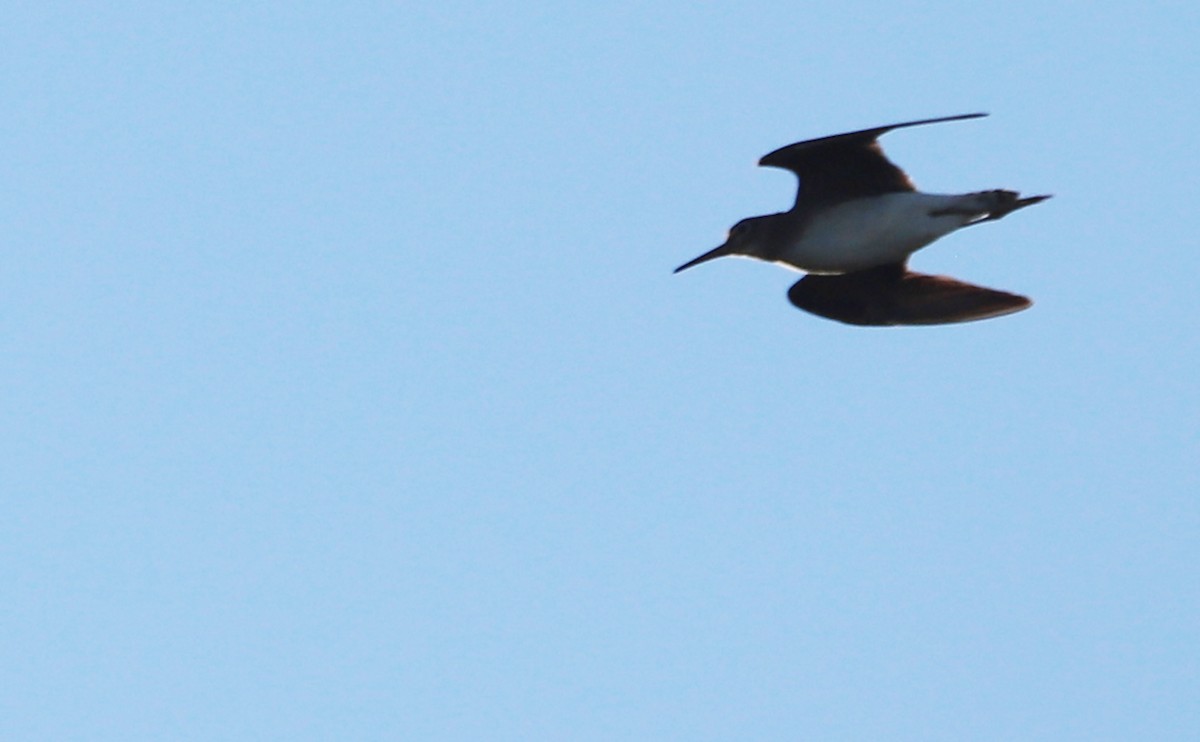 Solitary Sandpiper - ML623536936