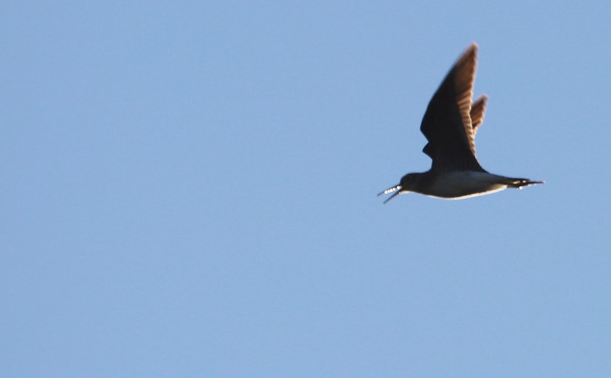 Solitary Sandpiper - ML623536944