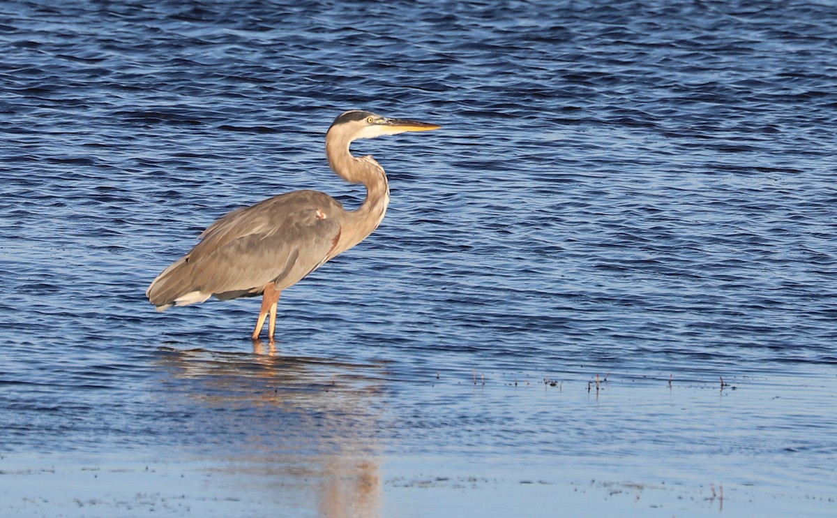 Great Blue Heron (Great Blue) - ML623536953