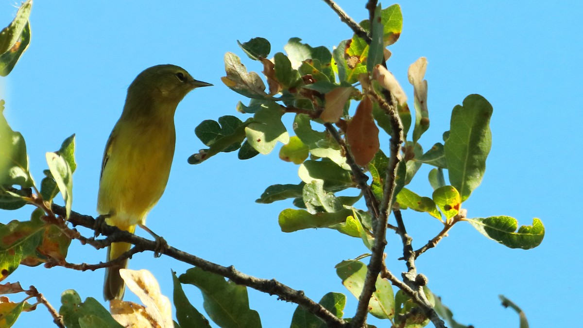 Orange-crowned Warbler - ML623536958