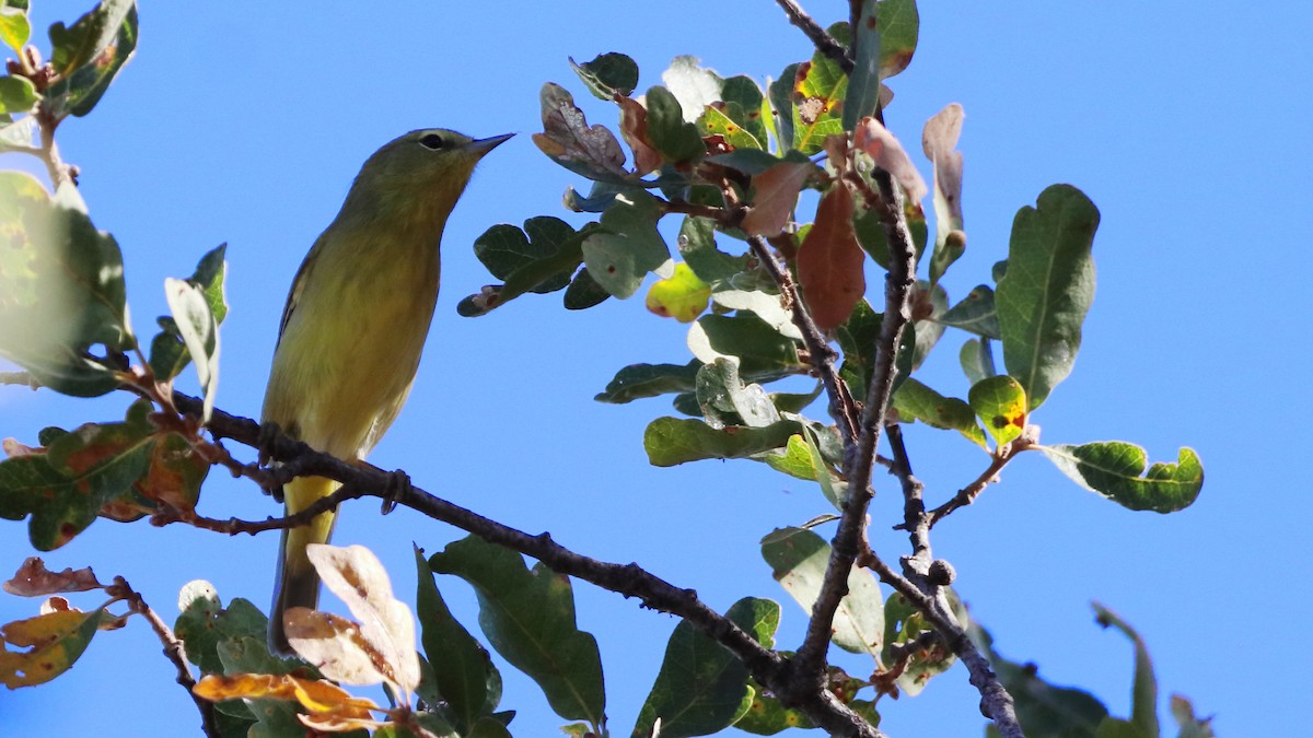 Orange-crowned Warbler - ML623536960