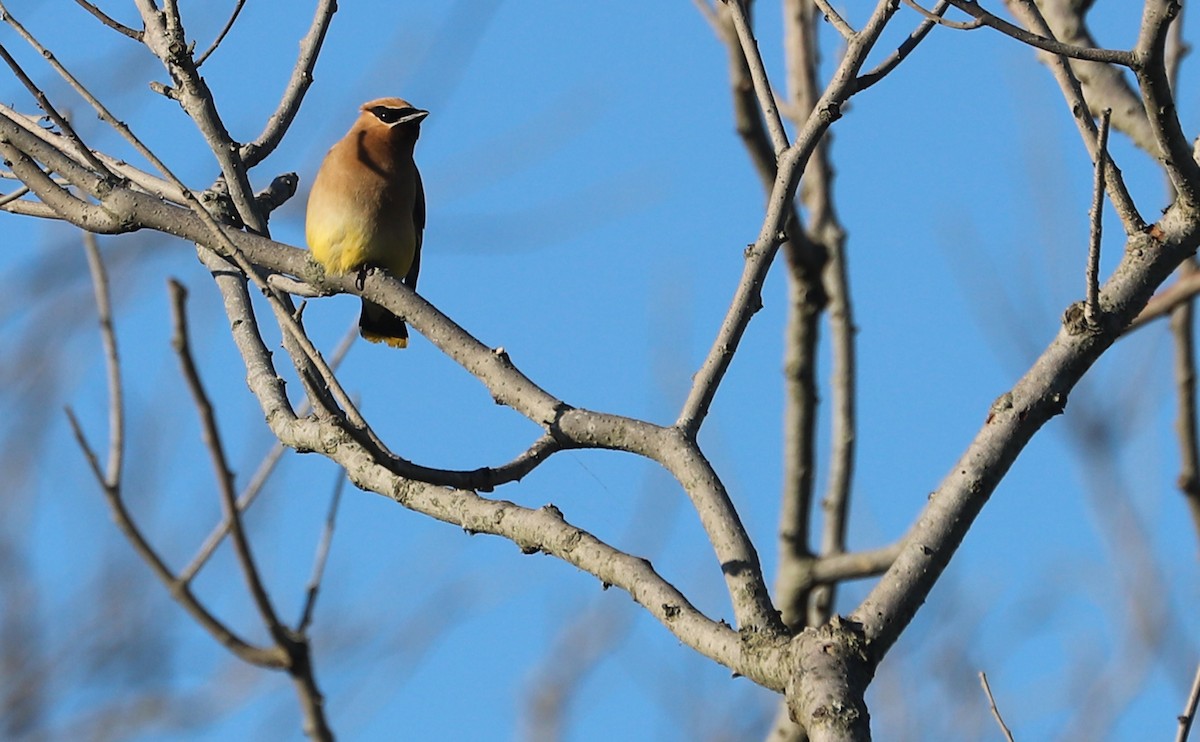 Cedar Waxwing - ML623536961