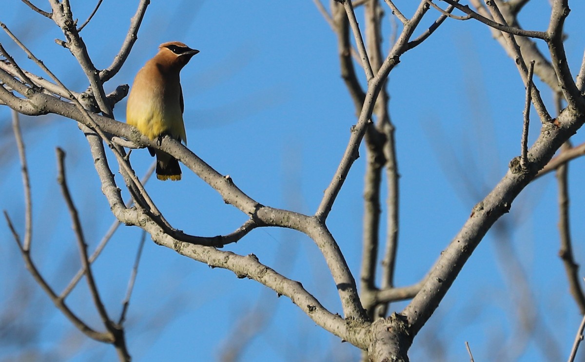 Cedar Waxwing - ML623536967