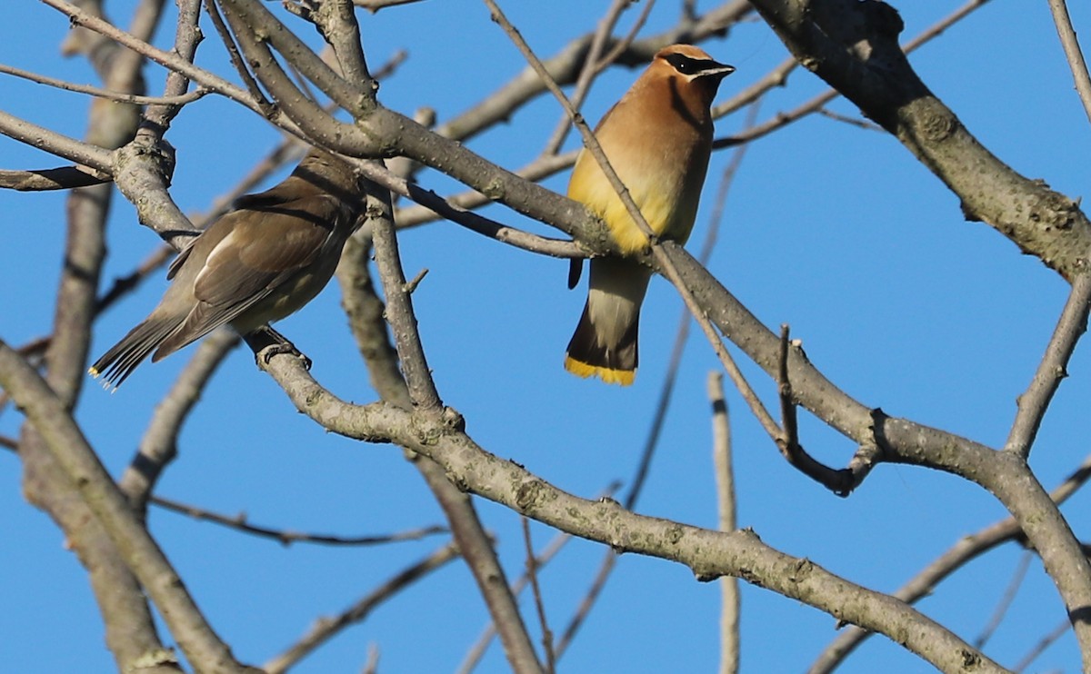 Cedar Waxwing - ML623536978