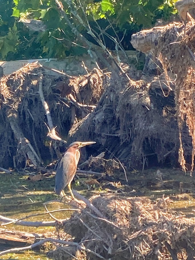 Green Heron - Heidi Ananthakrishnan