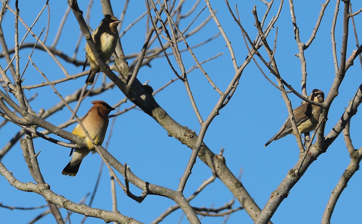 Cedar Waxwing - ML623536989