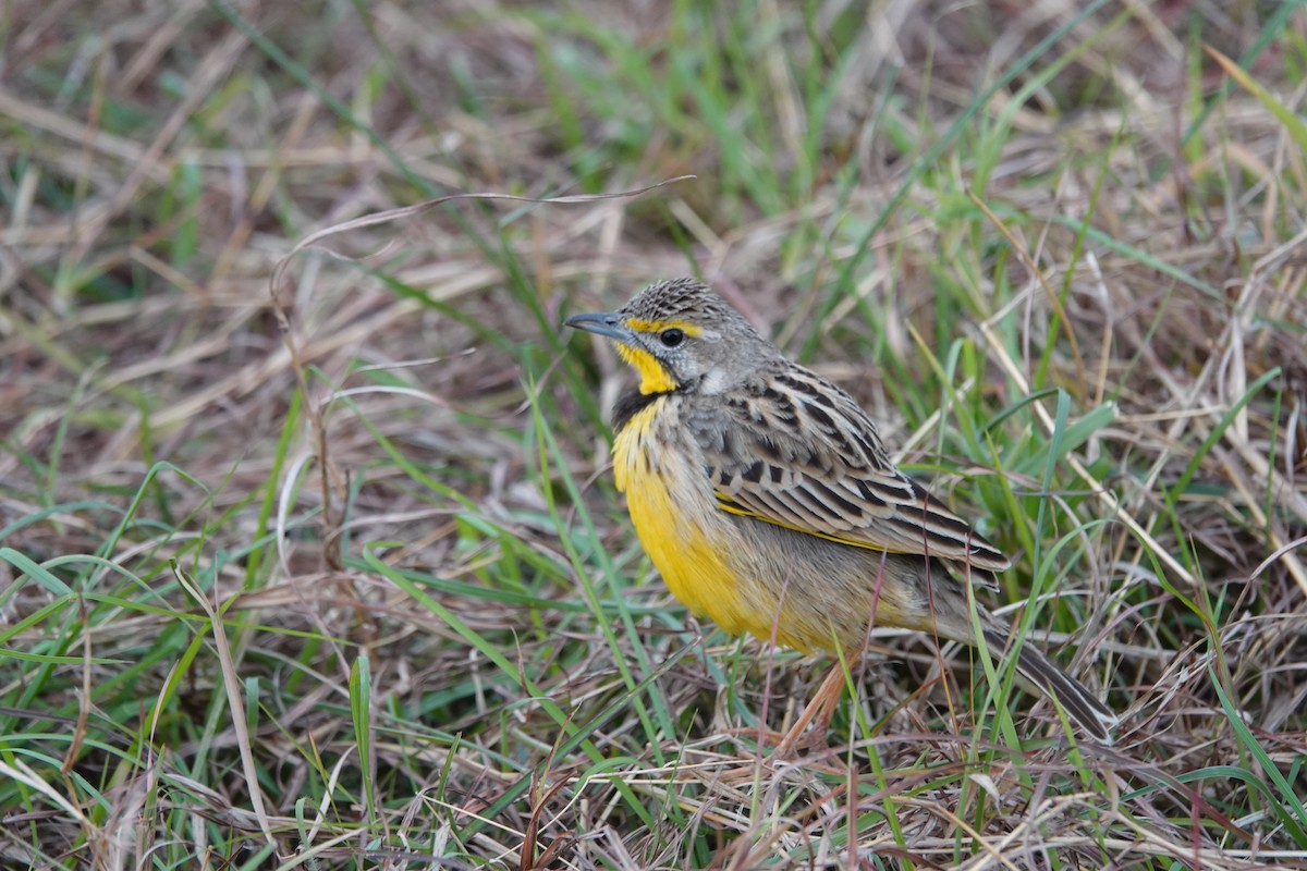 Yellow-throated Longclaw - Lonnie Somer