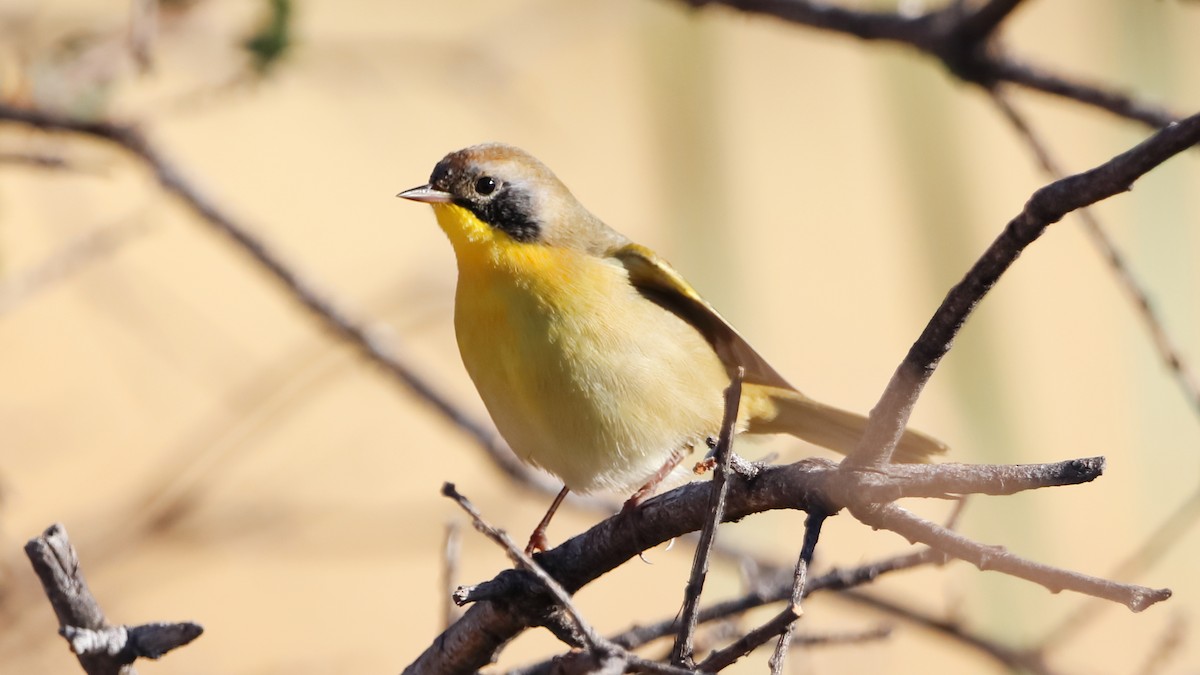 Common Yellowthroat - ML623537005