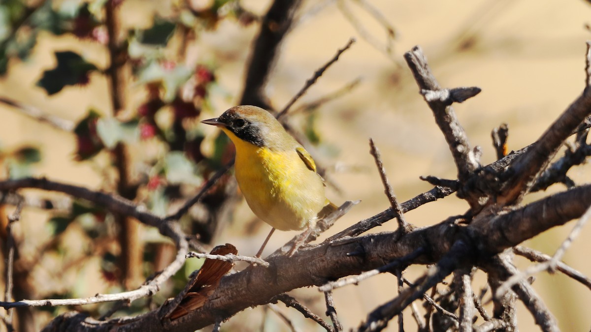 Common Yellowthroat - ML623537006