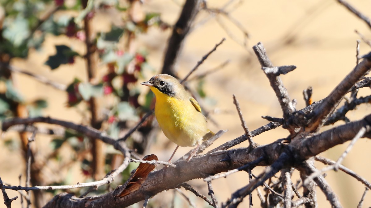 Common Yellowthroat - ML623537007