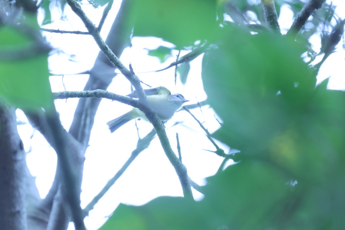 Brown-capped Vireo - ML623537009