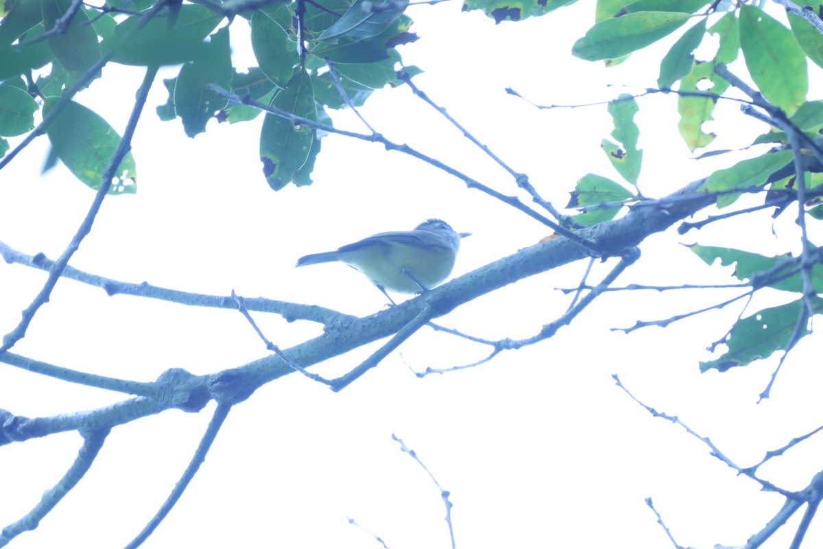 Brown-capped Vireo - ML623537010