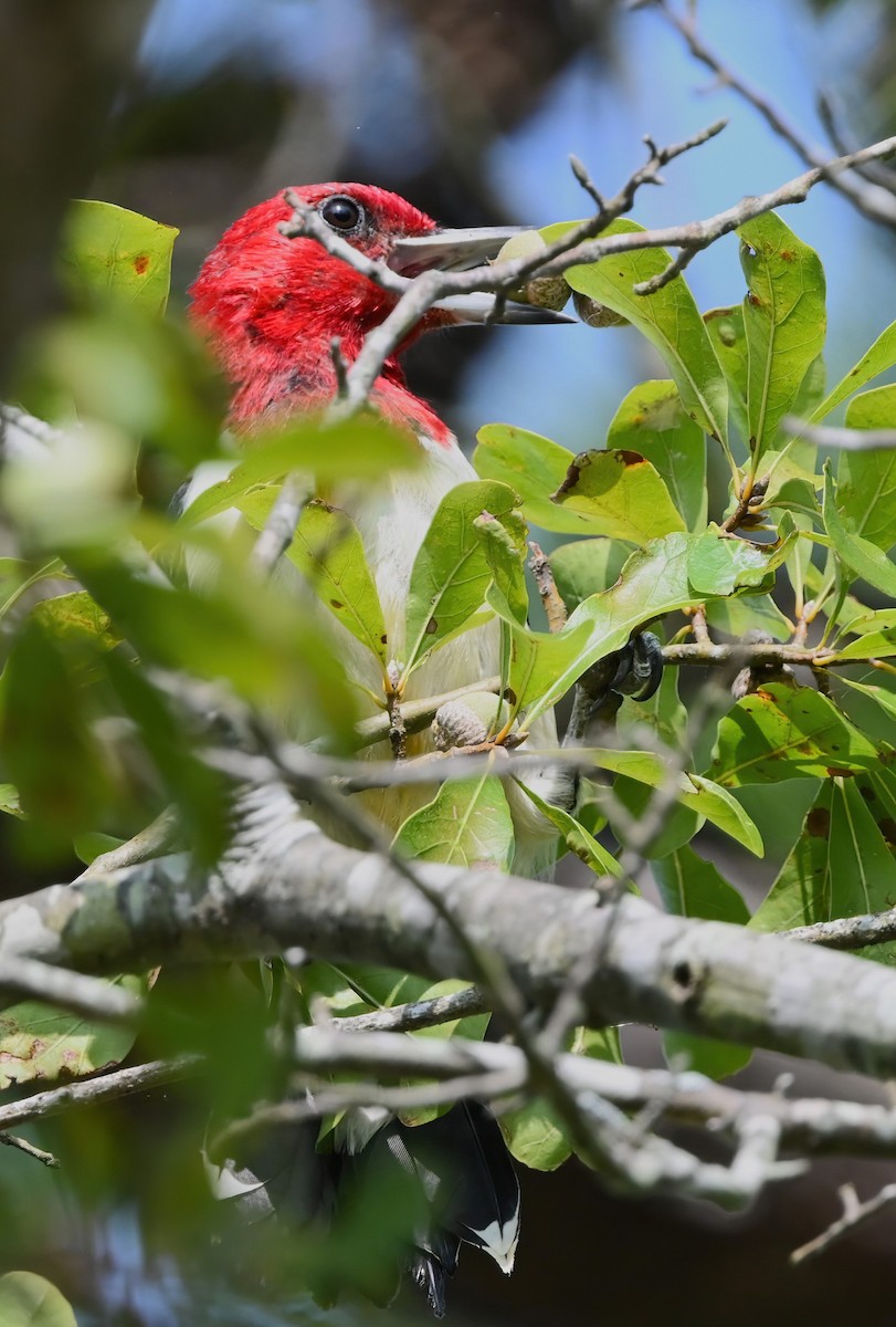 Red-headed Woodpecker - ML623537016