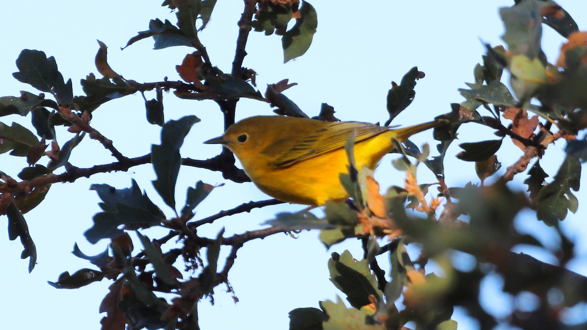 Yellow Warbler - ML623537023