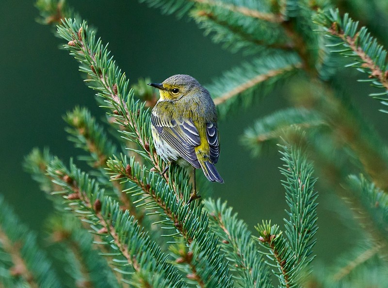 Cape May Warbler - Alan Gibble