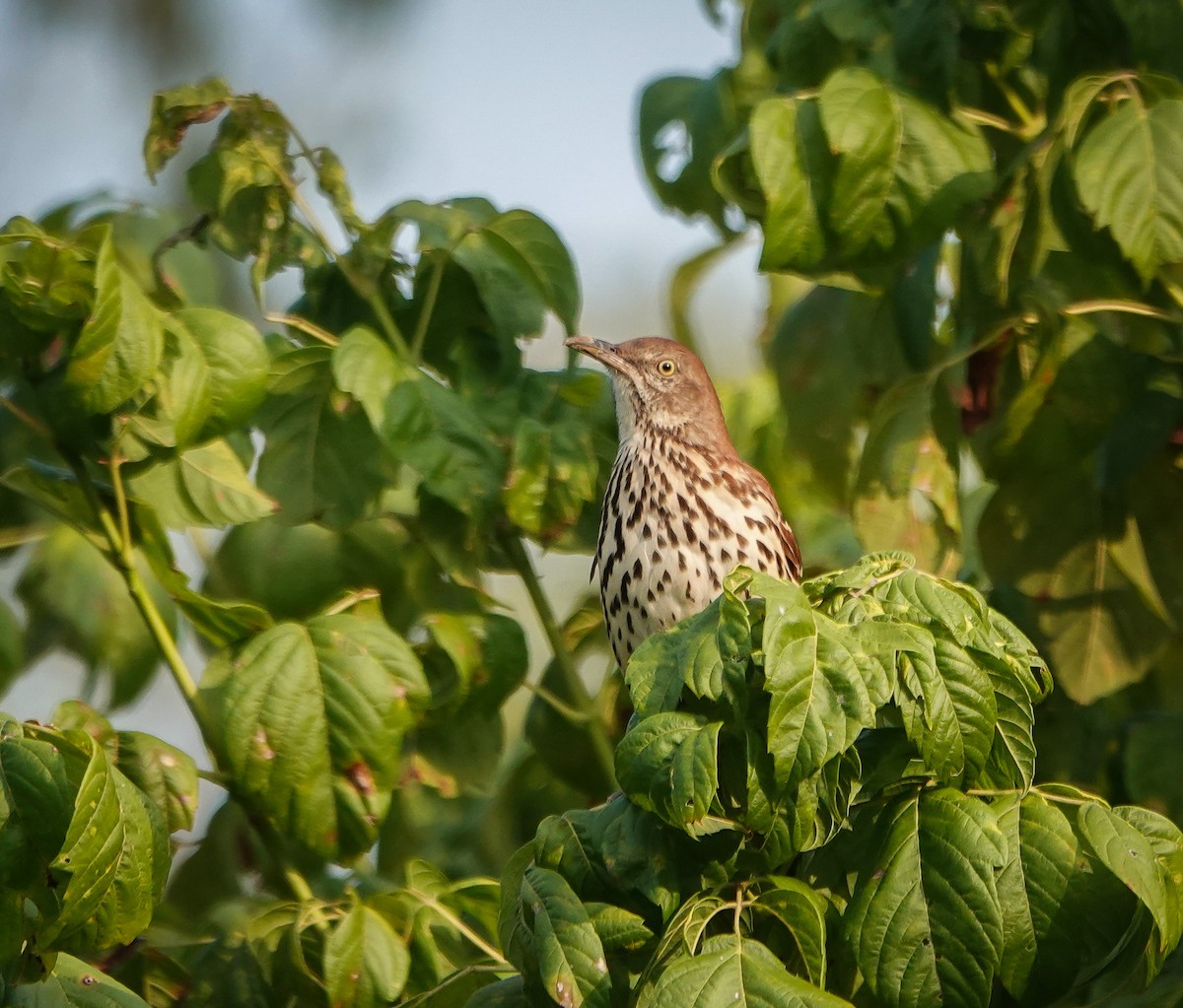 Brown Thrasher - ML623537092