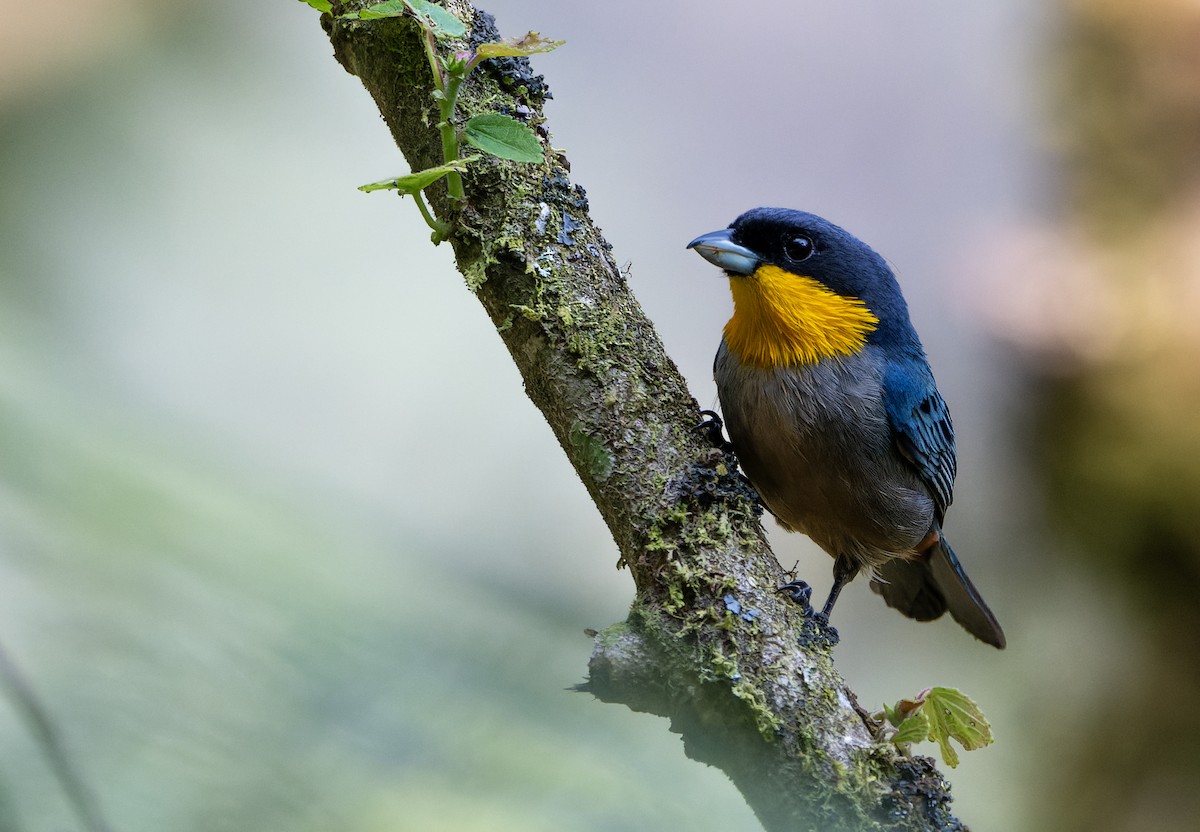 Yellow-throated Tanager - ML623537098