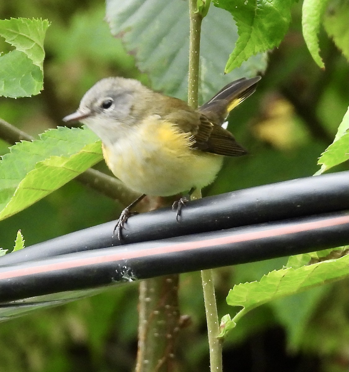 American Redstart - ML623537101