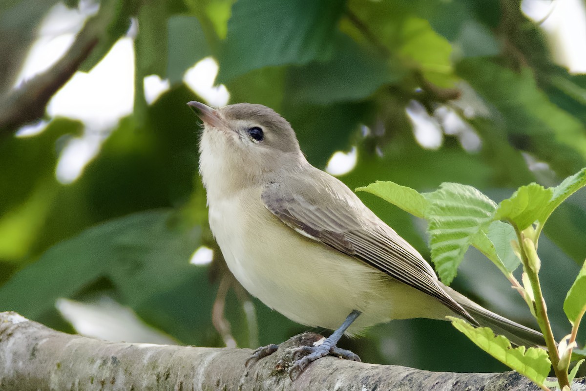 Ötücü Vireo - ML623537102