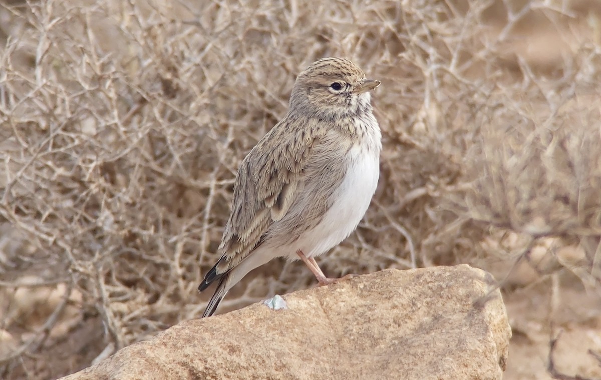 Mediterranean Short-toed Lark - ML623537118