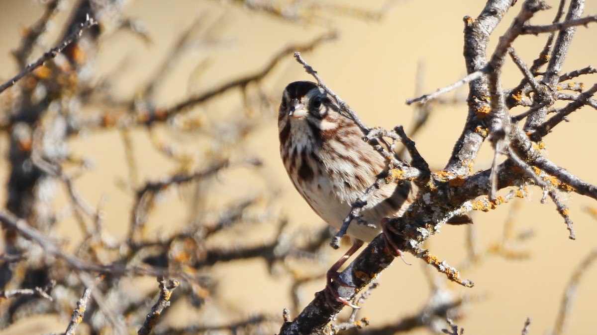 Song Sparrow - ML623537122