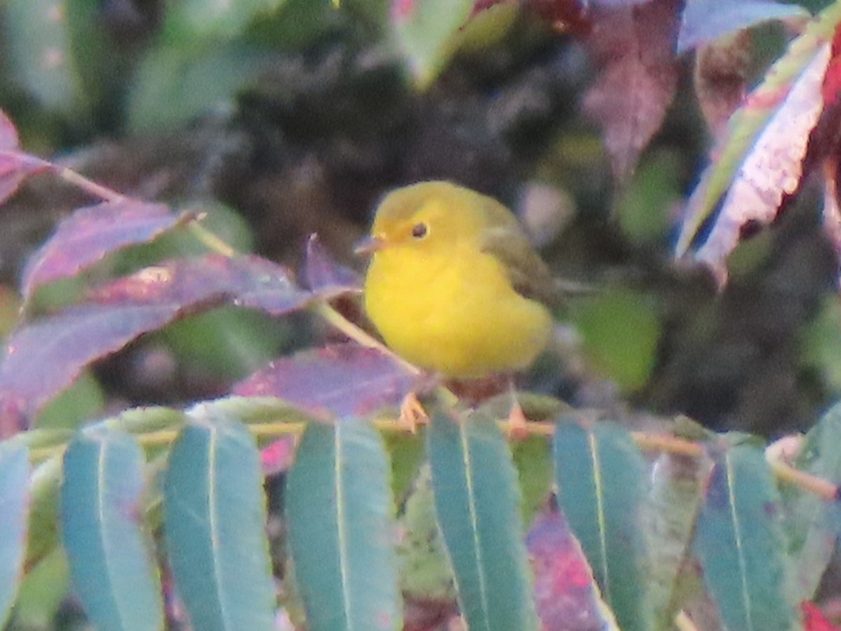 Wilson's Warbler - ML623537128